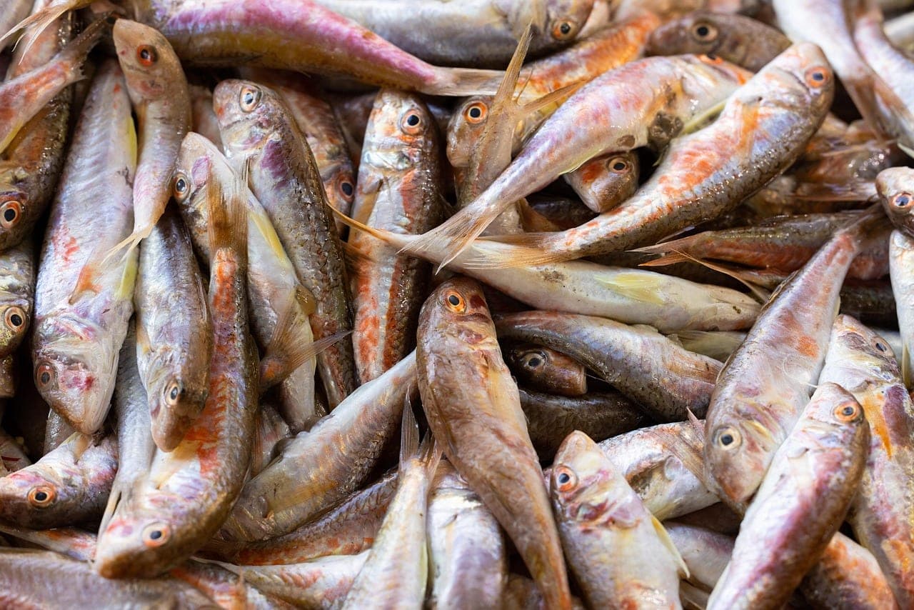 A market stall piled with small fresh red mullet.