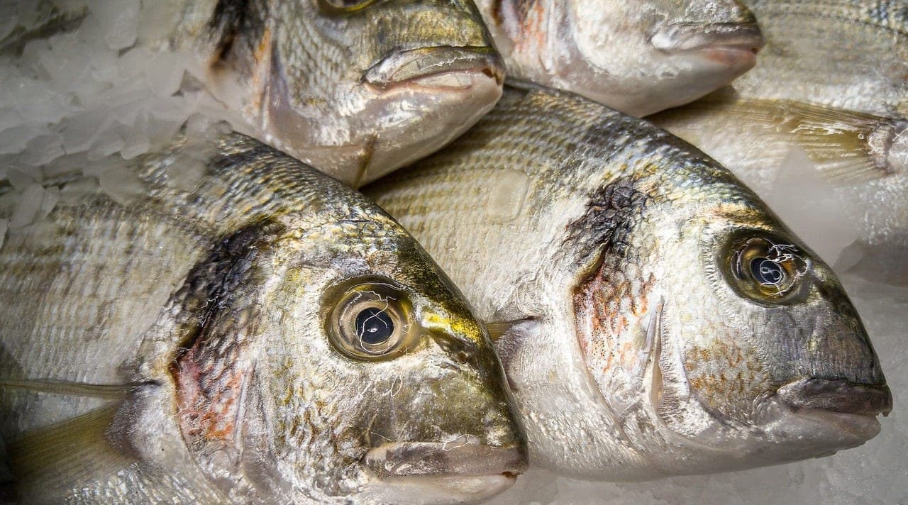 Whole sea bream laid on crushed ice, their eyes clear.