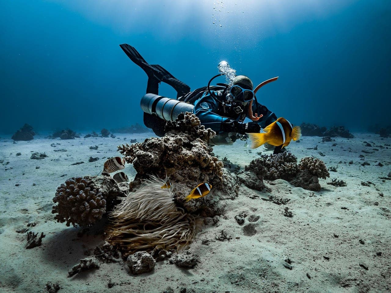 A scuba diver above a coral head, two clownfish in the anemone.