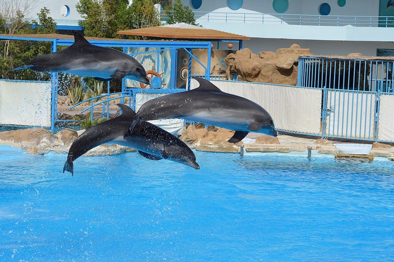 Three dolphins in mid-leap above the blue pool.