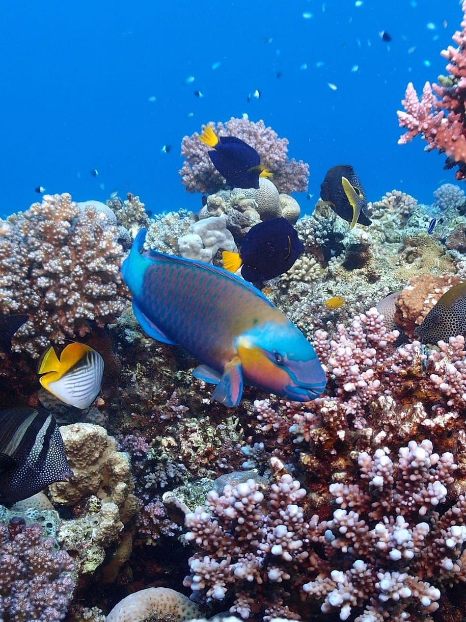 A parrotfish over a dense coral reef in clear blue water.