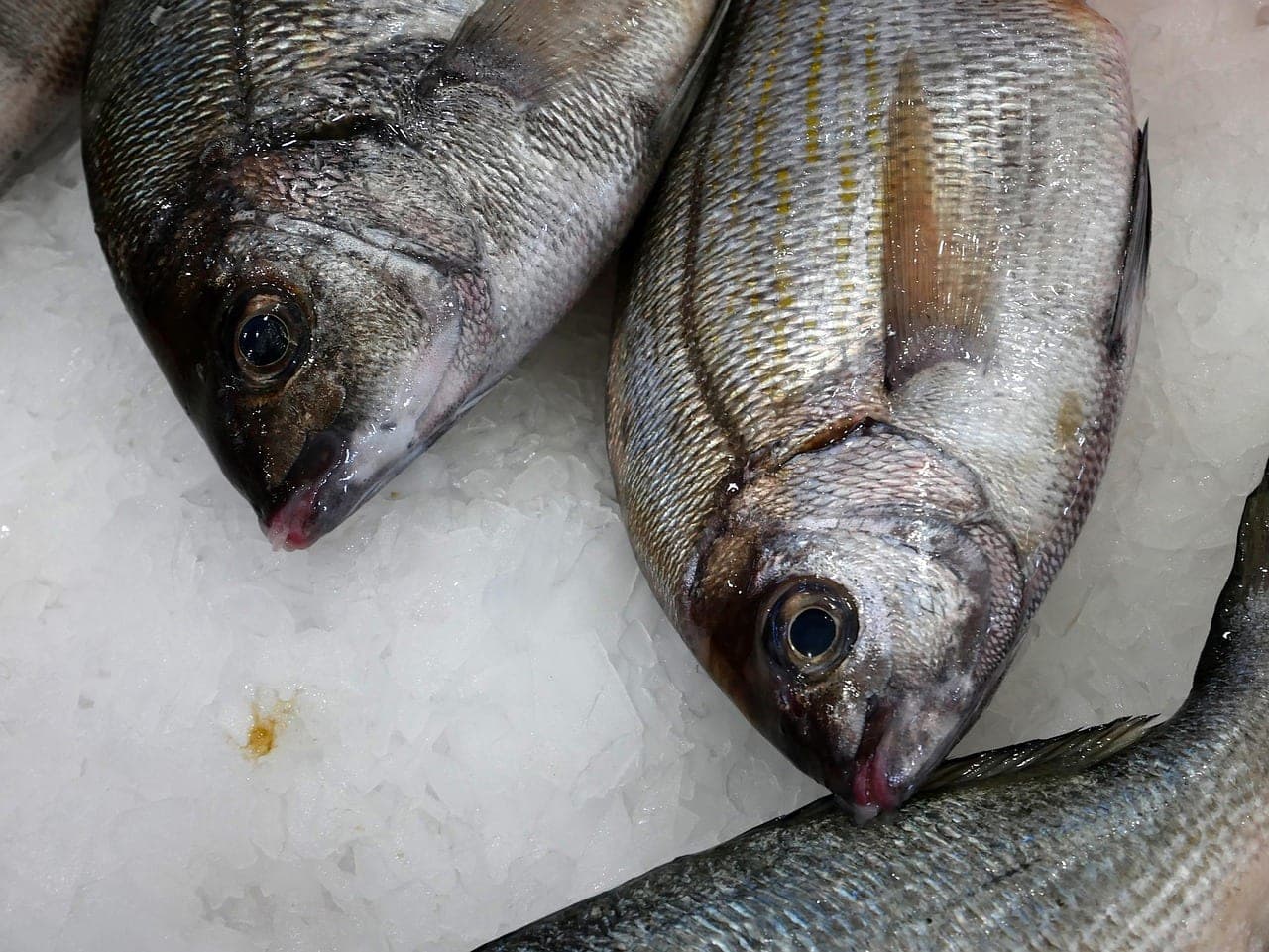 Two whole fish laid out on crushed ice at a stall.