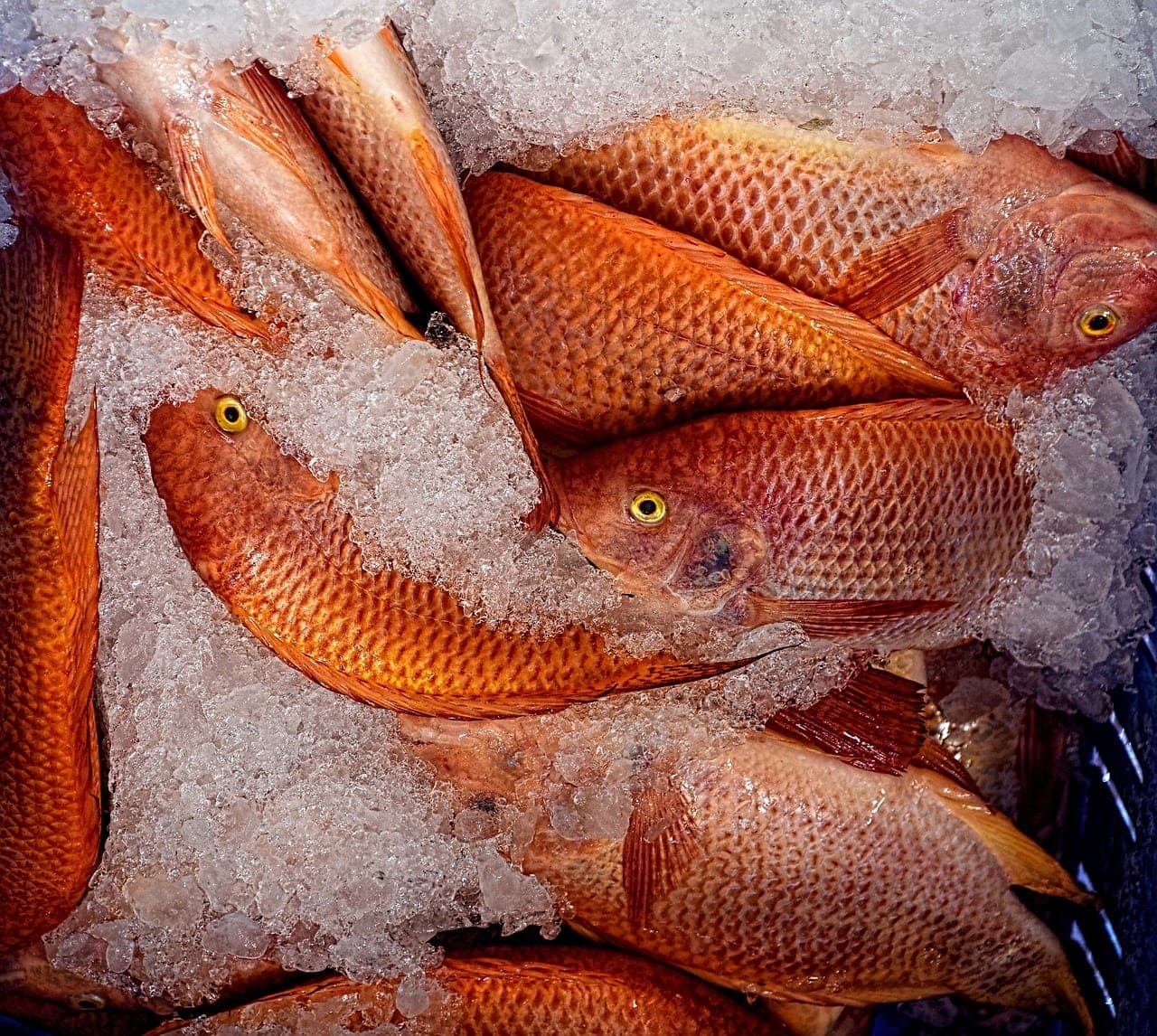 Whole red fish laid out on crushed ice.
