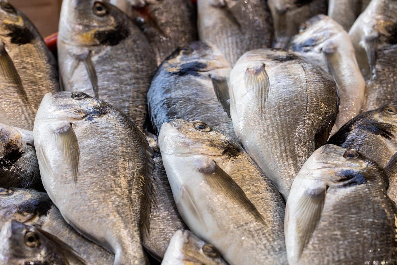 Whole sea bream packed side by side on a fishmonger's stall.