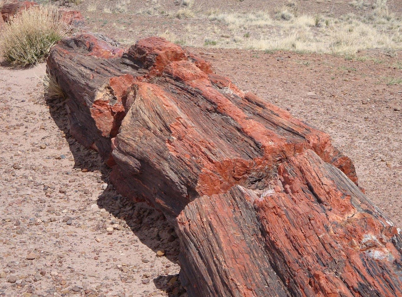 A whole tree trunk turned to stone, lying on desert gravel.