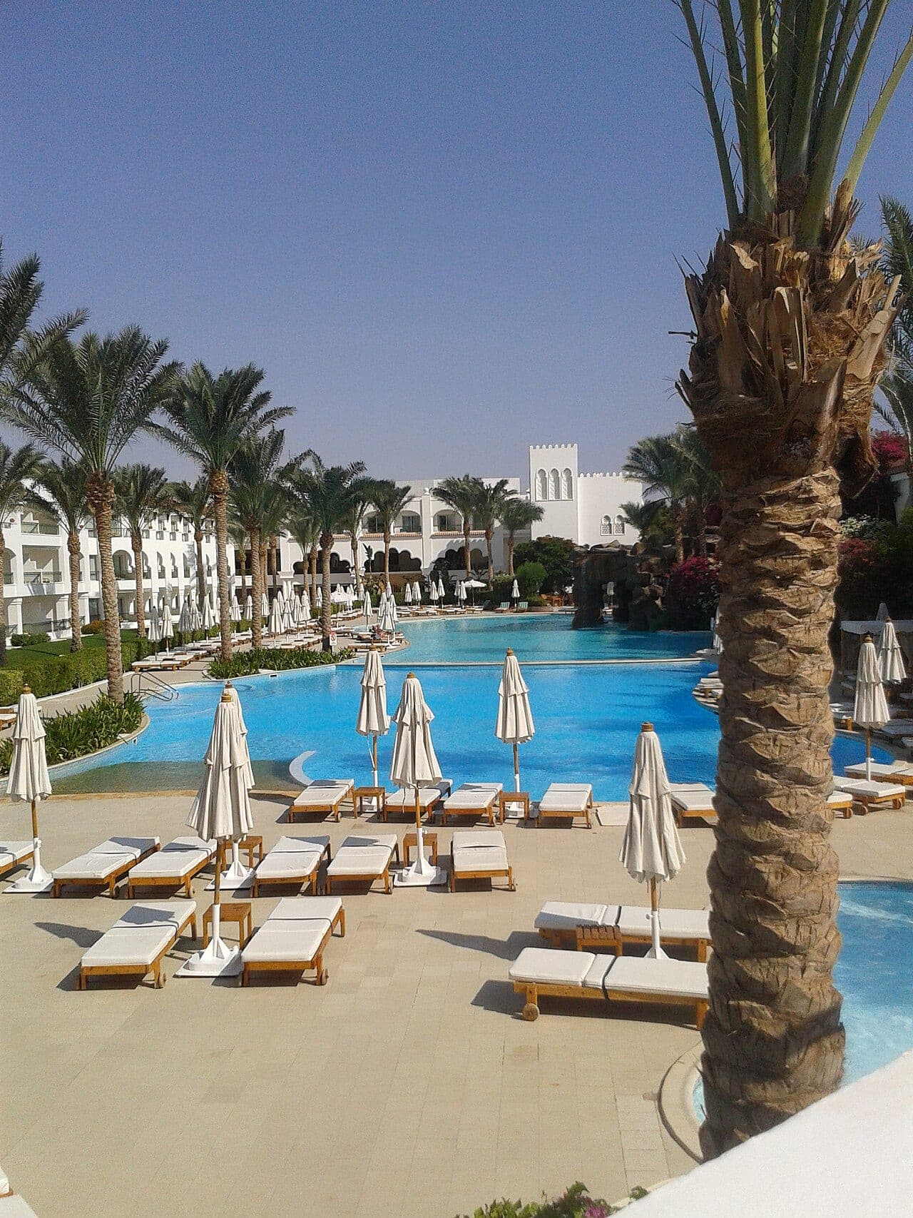 A large resort pool, white loungers and closed parasols among the date palms.