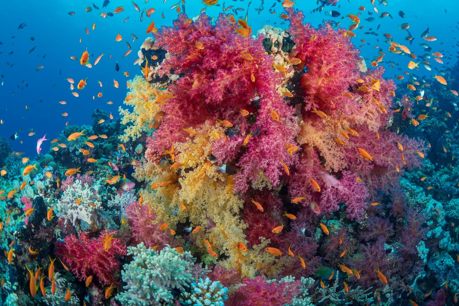 Soft coral and its shoals of anthias — what you come here for.