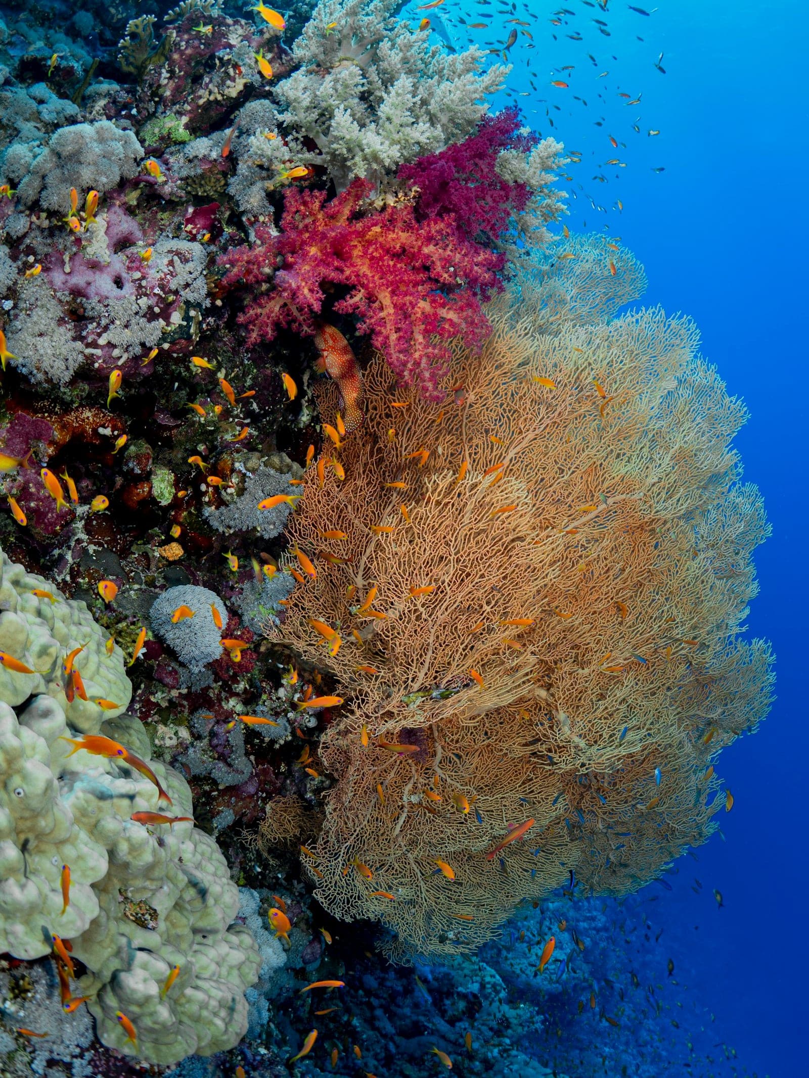 A sea fan spread across the drop-off.