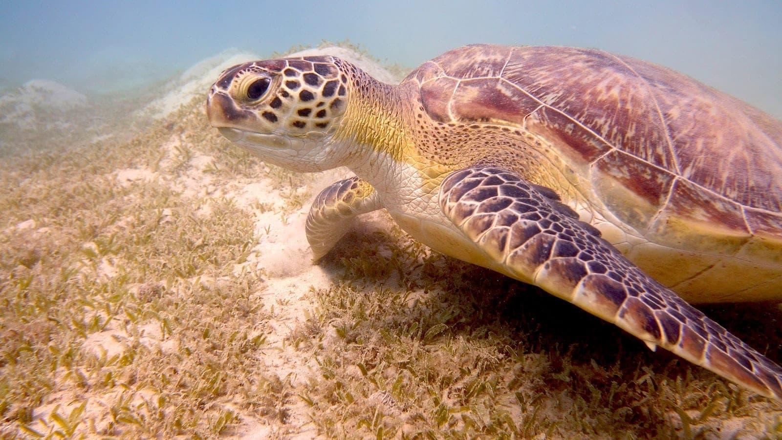A green turtle grazing the seagrass, on pale sand.