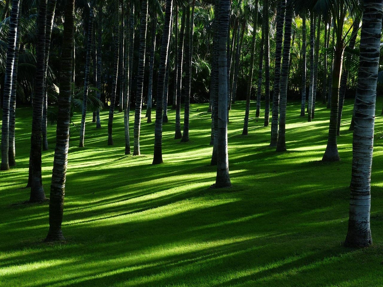 Palm trunks and their long shadows across a sunlit lawn.