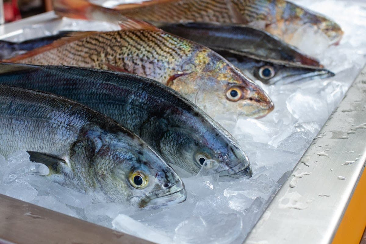 Whole fish laid out on ice