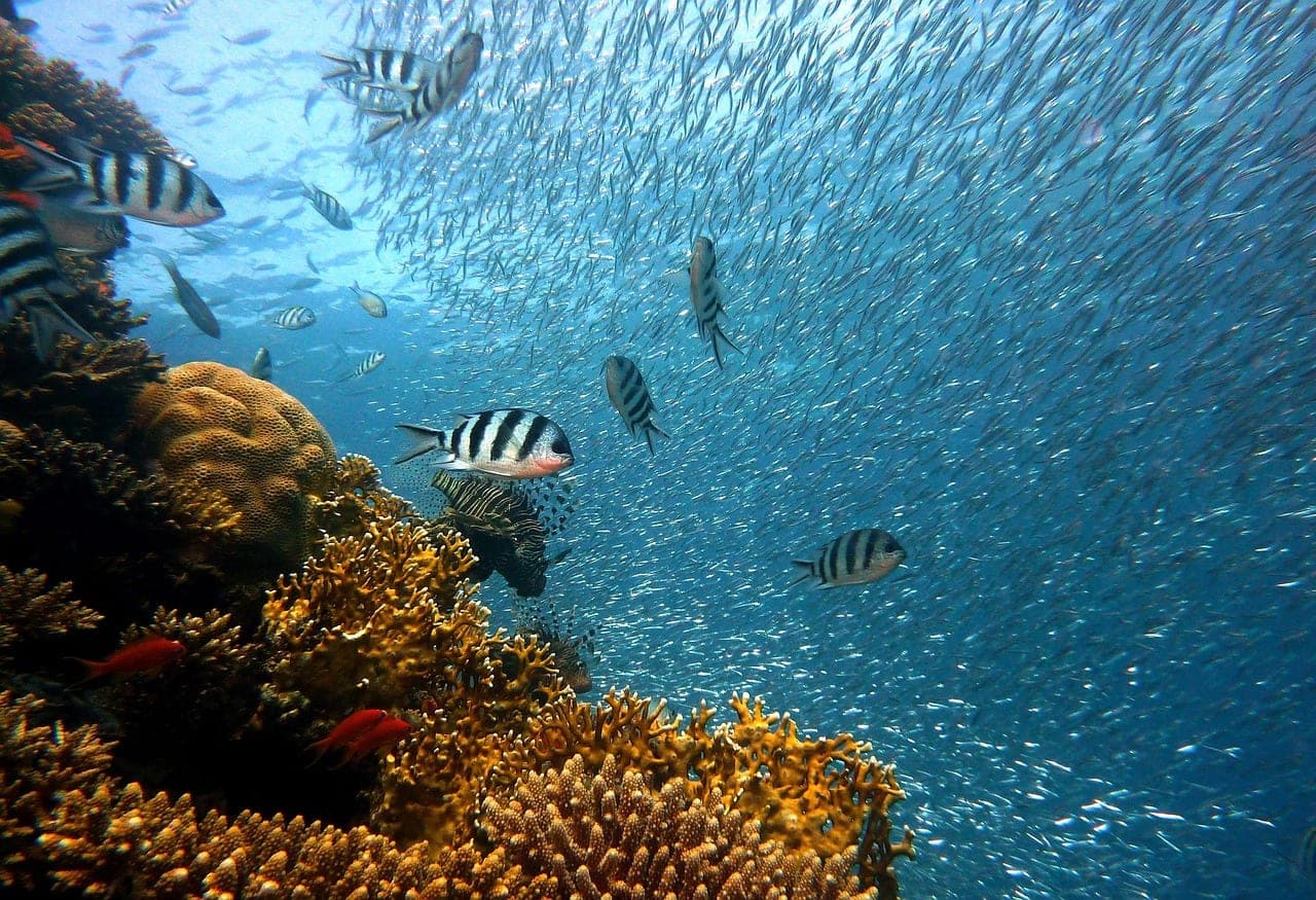 Sergeant-major fish above fire coral, in front of a shoal of small silver fish.