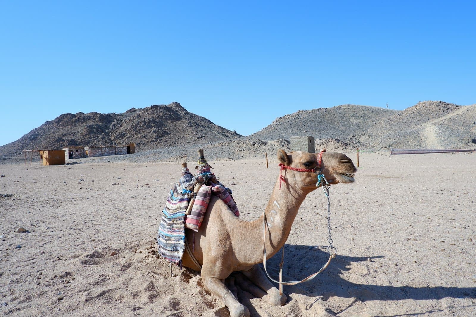 The camel waits, saddled, between two legs of the ride.