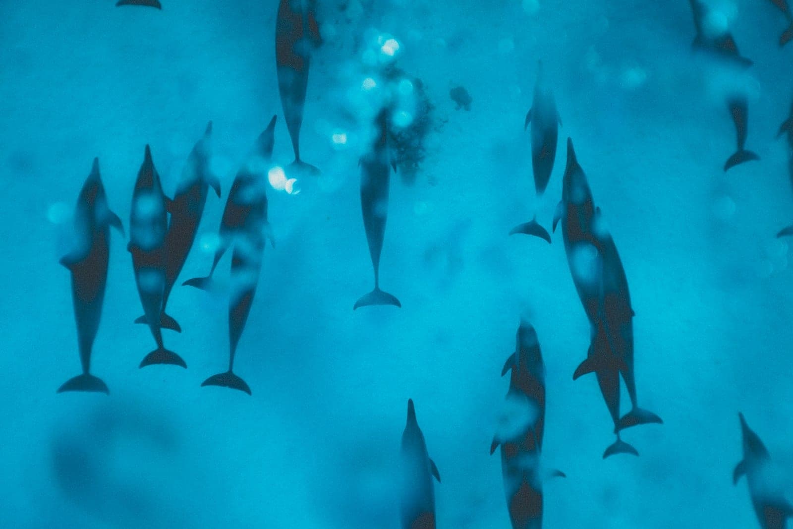 A whole pod of spinner dolphins — what you come here for.