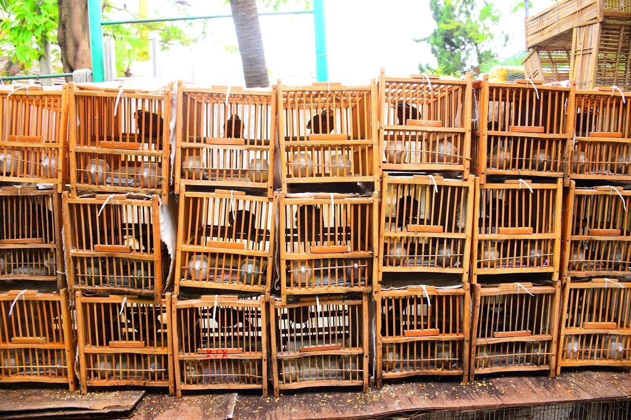 Wooden cages stacked one on top of another, each with a bird behind its bars.