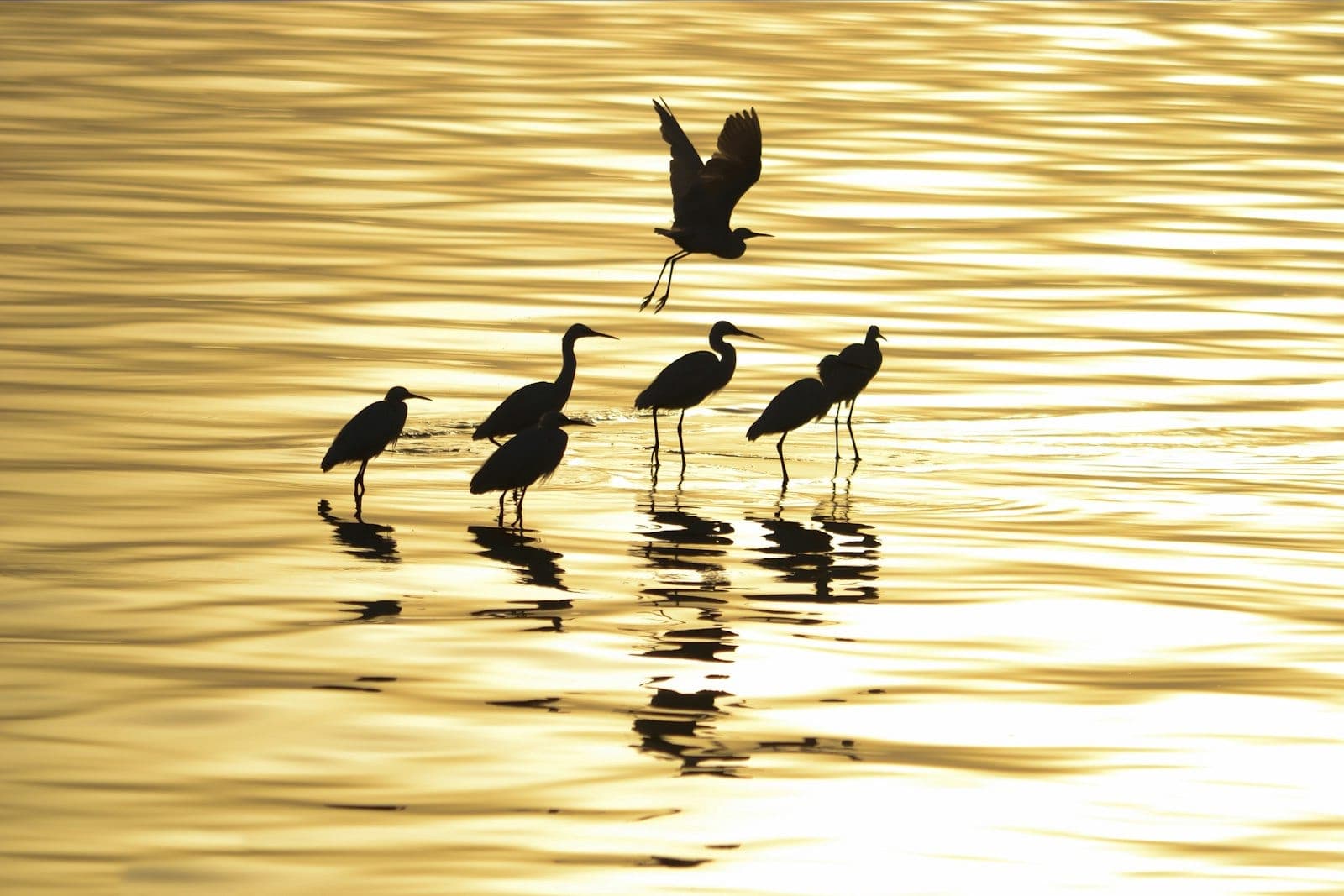 Herons on the lake, at the hour the water turns gold.