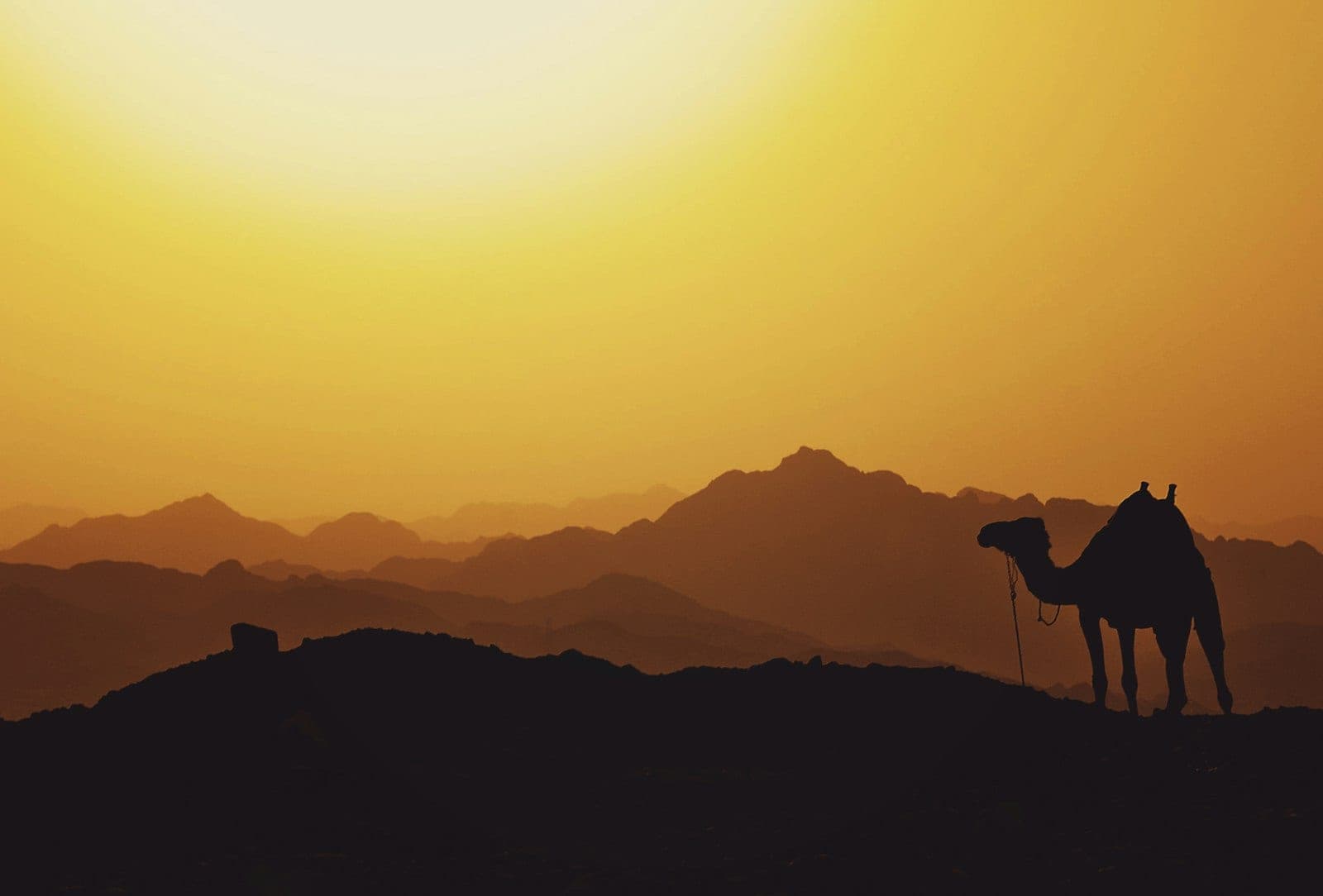 You set out before daylight: by noon the desert is no longer crossed.