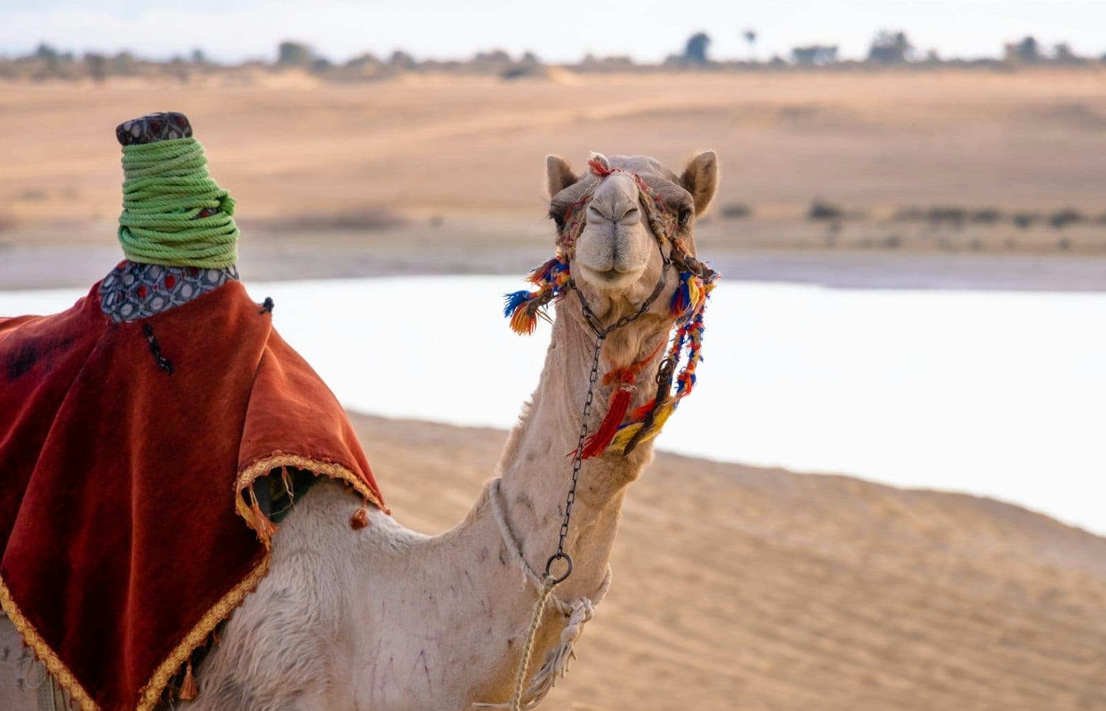 The coloured harness belongs to the camel driver, not the tour company.