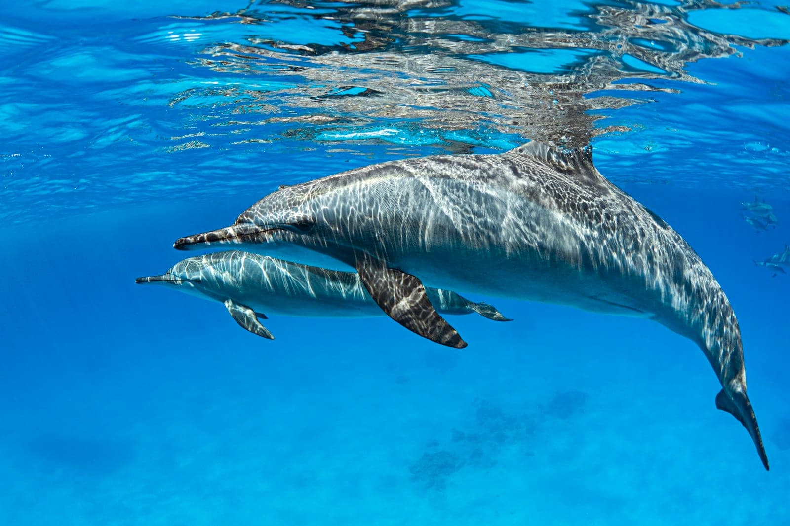 Two dolphins just under the surface, over pale sand.