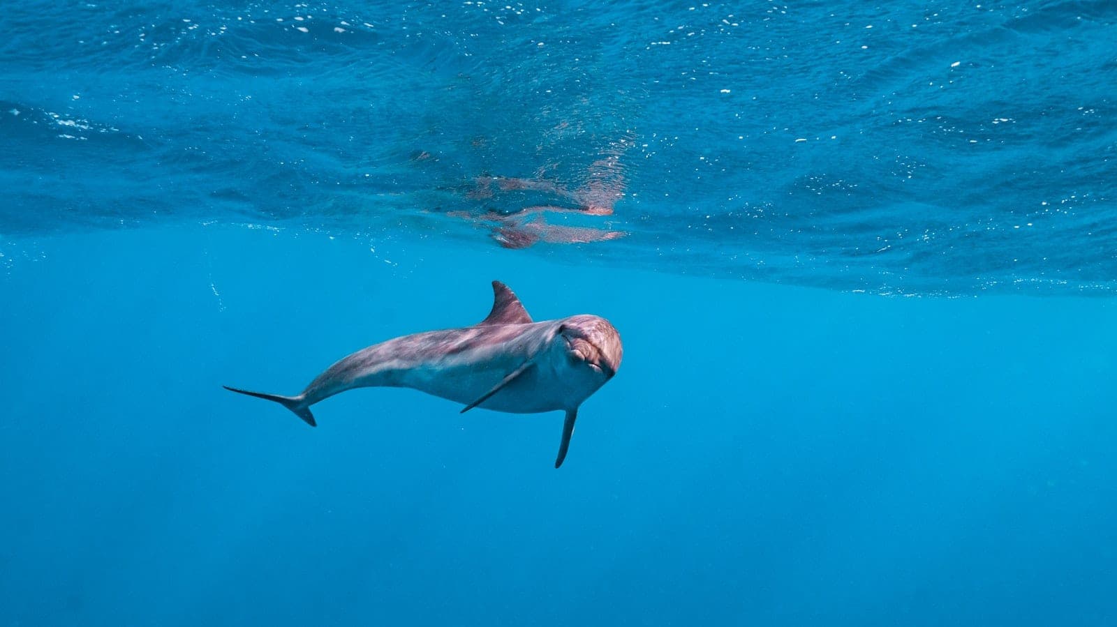 You swim with them, you do not chase them: the pod decides.